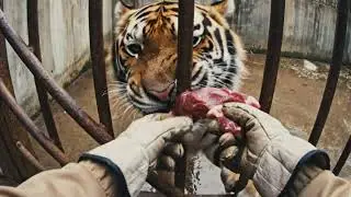 Calm Feeding Time with a Beautiful Tiger
