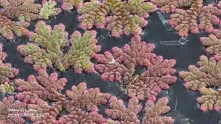 2025 12 23社頭月眉池 滿江紅