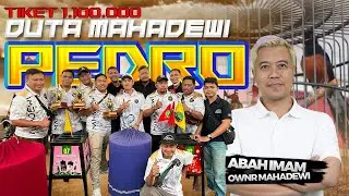 Murai Batu PEDRO Duta Mahadewi || Double Winner Tiket Utama Kopdar KMM 