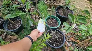 My Fruit Salad Apple Trees - One Year Update