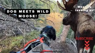 Dog vs Moose: Watch My Dog's First Encounter with a Wild Moose!
