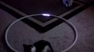 Hooper Kittys!