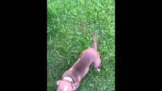 PUPPIES OBSTACLE COURSE!!!