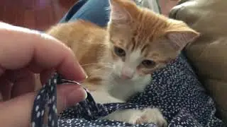 Cat Blast from the Past: Willy Kitten String Chew Break