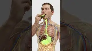 What Happens Inside Your Body When You Eat Avocado? (3D Anatomy Animation) #ai