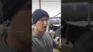 Представляем нашу лучшую корову, Фрэнни!