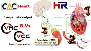 Cardiovascular Physiology- Regulation of heart rate- Part II- Pressor- Sympathetic triggers