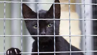 Turn Your Passion Of Cats Into Action | Webinar with Stacy LeBaron