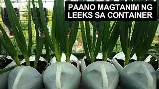 Paano Magtanim Ng Leeks Sa Container I How To Grow Leeks In Container