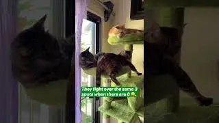 Pet Sits | Cat Tower Rivalry  #petsitting