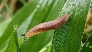 a shell less terrestrial gastropod mollusc || Nature's sign