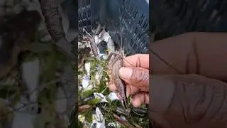#fishing odisha fishing video #viral