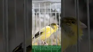 Floreado Discountinuo ⚡️ - Long  Training Song - Timbrado Espa&ntilde;ol 20 / 2025 #birds #canary #unique
