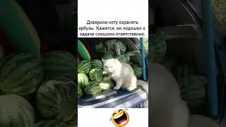 Слишком Ответственный🤣#юмор#мем#прикол#смех#жиза#анекдоты#шутки#смешнойшортс#shorts#memes#угар#ржака