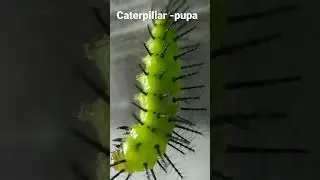 pupation #shorts #youtubeshorts #butterfly #pupa