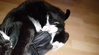 Cat Roxy playing catfight taken to the next level: the beast is unshackled😻