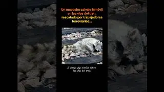 Un mapache salvaje inm&oacute;vil en las v&iacute;as del tren,#AnimalSalvaje#RescateMapache