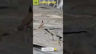 #bird #birds #birdsbathing #nature #naturelovers #naturephotography