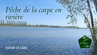 Pêche de la carpe // La Saône nous gâte