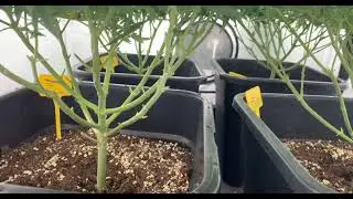 Mendodawg Gage Green Rare Dankness Cannabis Indoor grow  Optic Foliar
