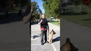 Обучение немецкой овчарки ходьбе #germanshepherd #germanshepherdsoftiktok #dog