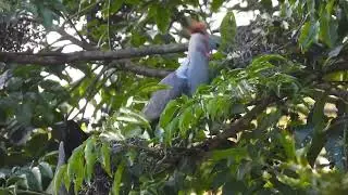 Top Knot Pigeon 12072023 2