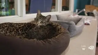 Tallahassee Humane Society gives tips on keeping your pets safe for Halloween