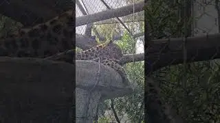 🐆 #leopard #fyp #follow #shorts #animals #wildlife