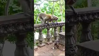Pity poor baby monkey crying 😂