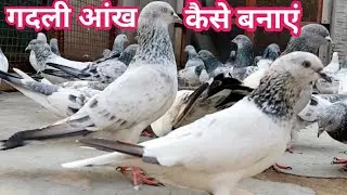 Bajre Kabootar|ऐसे बनाएं गदली आंख के कबूतर|Rajasthani Kabootar|Tonk Ke Kabootar|by Rizwan Ali Sabri,