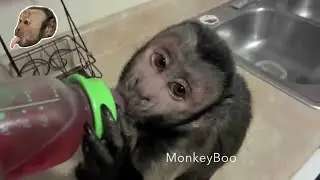 Capuchin MonkeyBoo Compilation Best of 2013