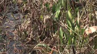 American Bittern Eating Snake