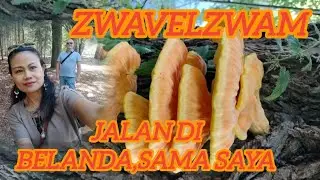 JALAN DI BELANDA SAMA SAYA//ZWAVELZWAM #lievinginholland #belanda #jalanjalan #jamurliar #hutan 