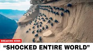 Japan Unleashed Snake Killers on an Island&mdash;25 Years Later, The Shocking Truth Was Revealed!