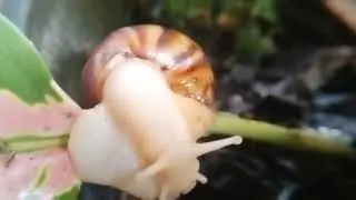 a snails crawling around planted with fresh dauni flowers