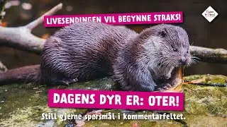 Dagens dyr fra Dyreparken 24. april: Oter!