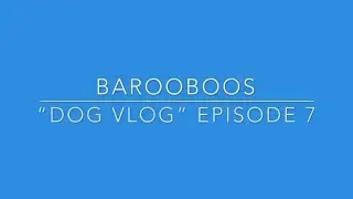 Barooboos &ldquo;Dog Vlog&rdquo; Episode 7