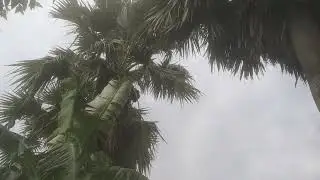 হাঁসের খামার। Duck Farm। Mobile Duck Farm