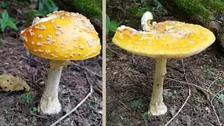Forage Amanita Muscaria The Fly Agaric Mushrooms