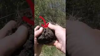 100 Year Old Gold Ring Recovery (Heirloom!)