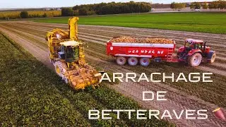 ARRACHAGE DE BETTERAVES EN MARNE 🍠