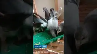 makan bareng 