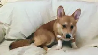 10 Hours of LoFi Corgi Chill