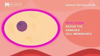 Animation: 8417 - SalSphere Skin Repair