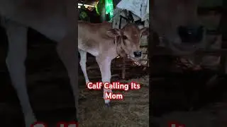 Calf Calling Sound | Cow Baby Voice #calf #buffalo #animalvoice #naturelovers #wildlife  #trending
