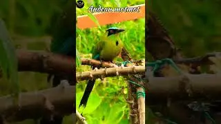 Andean Motmot Real Voice #birds #birdfacts #wildbirds #birdsounds