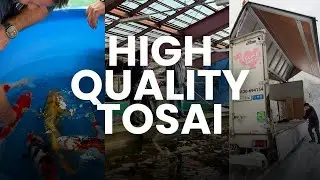 HIGH QUALITY TOSAI AUCTION - RESTREAM -  to join live go to  