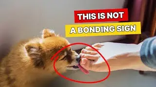 If Dogs LICK Your Feet, You Need to Know THIS