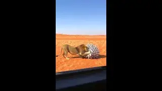 Man in Porcupine Suit Attacks by Lion! #Shorts