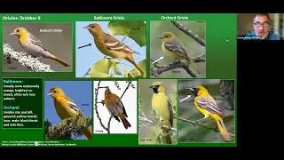 Bird Bombs - Tropical Color (JUN 2024)